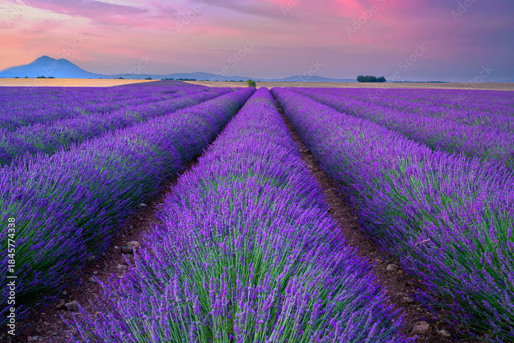 © Piotr Krzeslak - Beautiful landscape of lavender filed in Provence - France