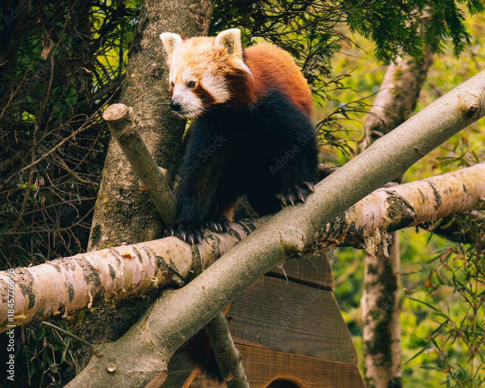 Fototapeta premium Red Panda
