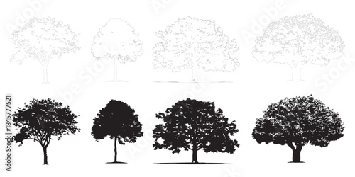 Tree Elevation Vector Set – Deciduous and Conifer Symbols for Section Drawings