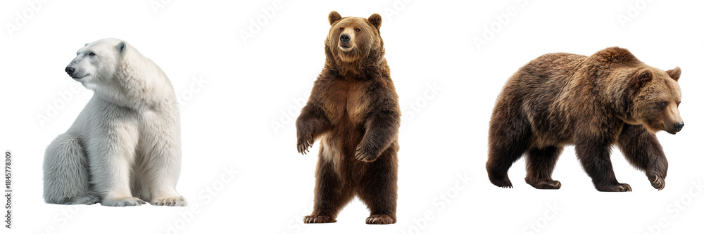 Obraz premium Polar bear sitting brown bear standing and brown bear walking isolated on a transparent background white