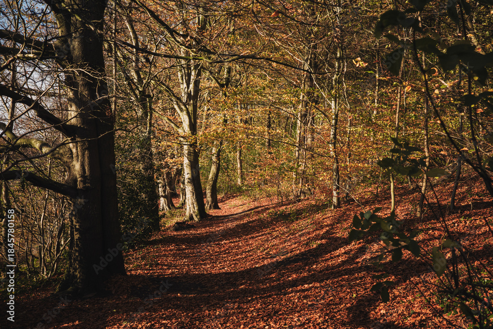 Fototapeta premium Throckley UK: 12th Nov 2025: Throckley Woods in North East England during autumn with yellow and orange leaves on the ground. Treelined path on sunny Fall day