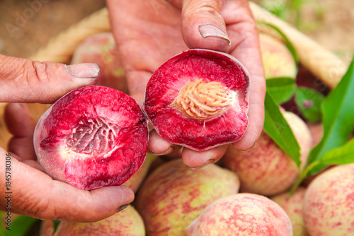 Fresh Red Lychee Fruits Cut in Half at Orchard Harvest