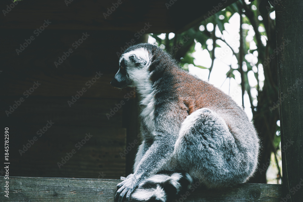 Fototapeta premium Lemur Observing Its Surroundings