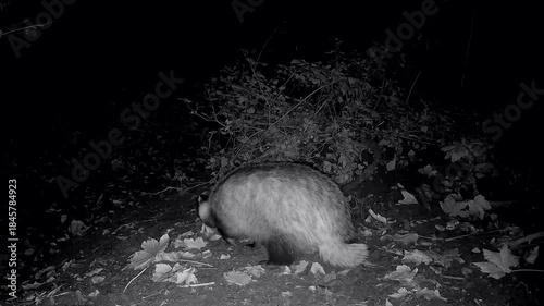 Wilder Europäischer Dachs, Meles meles, nachts auf Nahrungssuche im Wald, Nachtaufnahme