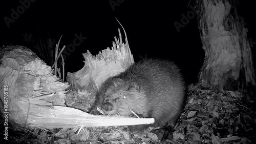 Wilder Biber, Castor fiber, nagt nachts an umgestürztem Baumstamm mit Nagegeräuschen, Nahaufnahme Kopf, Nachtaufnahme