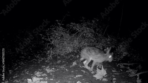 Wilder Feldhase, Lepus europaeus, hoppelt nachts durch den Wald, Nachtaufnahme