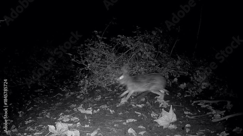 Wilder Feldhase, Lepus europaeus, hoppelt nachts durch den Wald, Nachtaufnahme