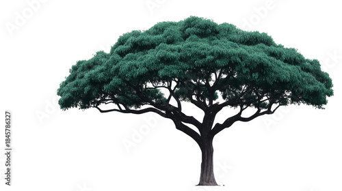 Sprawling acacia tree with wide canopy, dense green foliage, thick trunk, isolated on transparent background, perfect for landscape design, evokes calm and natural beauty