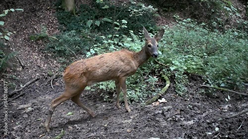 Wildes, aufmerksames Reh, Capreolus capreolus, im Wald, Nahaufnahme, Natürliches Umfeld