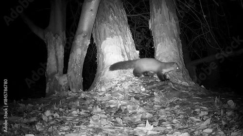 Wilder Steinmarder, Martes foina, streunt nachts im Biberrevier, Nachtaufnahme