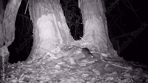 Wilde Wanderratte, Rattus, nachts im biberrevier, Nachtaufnahme