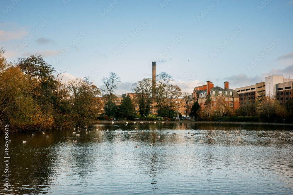 Naklejka premium Newcastle upon Tyne UK: 17th Nov 2025: Autumn in Leazes Park in Newcastle city near the lake. Ducks swim in the water while buildings stand tall in the background under a clear sky in the afternoon