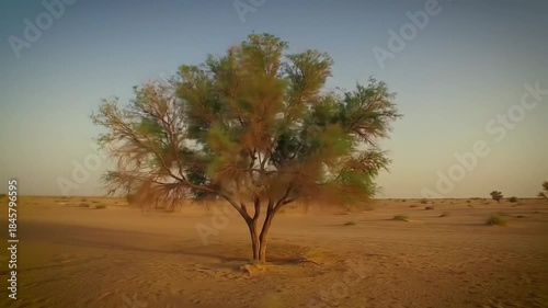 Solitary tree standing in arid desert landscape, backlit by warm sunset, for environmental themes