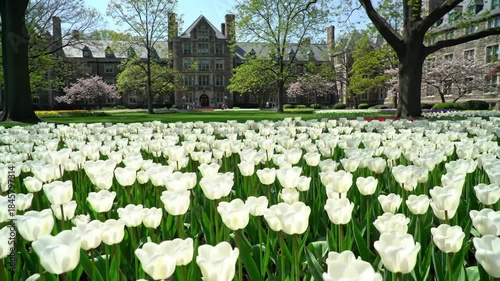 White tulips bloom in front of university building