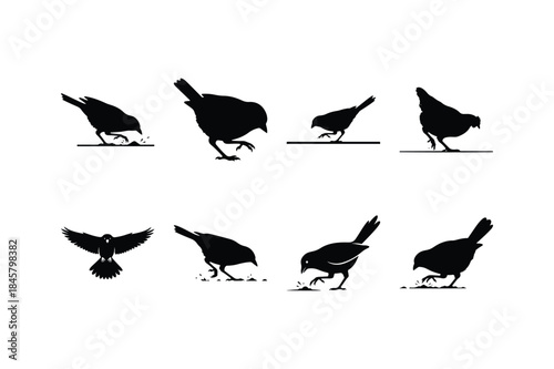 bird scratching ground silhouette set