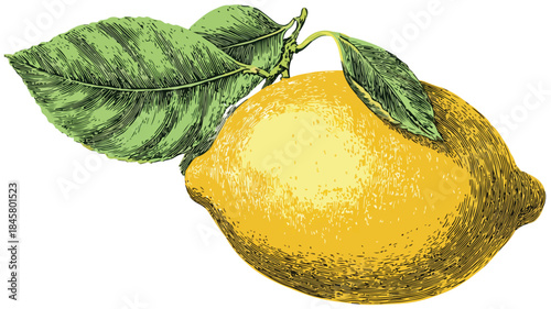 Fresh Lemon with Vibrant Green Leaf and Text Vector Illustration