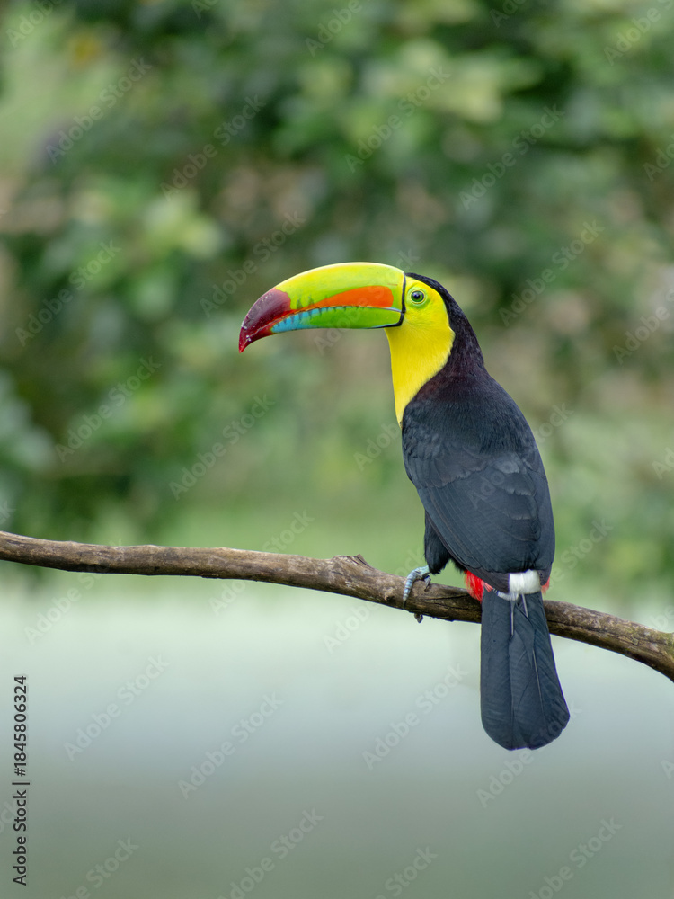 Obraz premium Iconic Keel-billed Toucan (Ramphastos sulfuratus) perched on a branch in rainforest