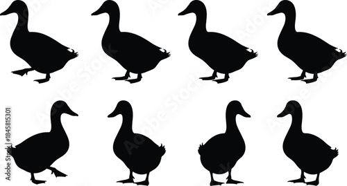 Silhouette collection of ducks in various standing and walking poses, perfect for farm illustrations, wildlife graphics, stickers, and educational designs.