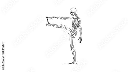 Human skeleton in yoga pose: anatomical line drawing on transparent background