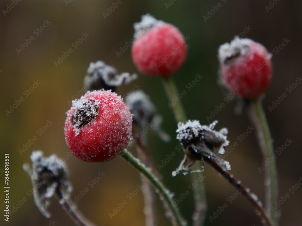Fototapeta premium Hagebutten mit Reif