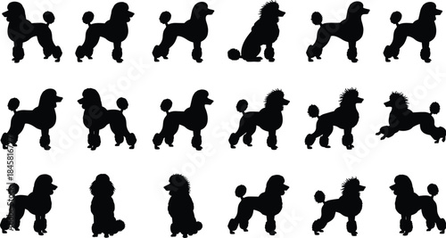 Silhouettes of 18 poodles in various poses, sitting, standing, motion, grooming styles, pet illustration, dog anatomy, breed posture
