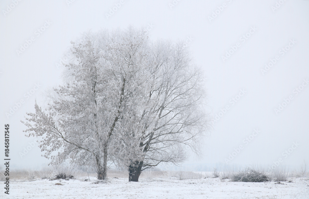 Fototapeta premium Wonderful winter landscape on a clear frosty day.