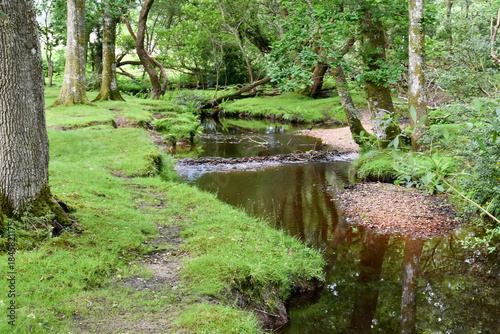 Beautiful landscape view of stream flowing through woodland in rural Wales on a Spring day