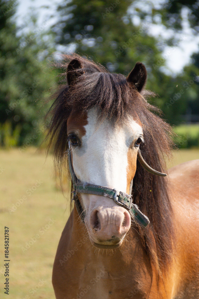 Obraz premium Close up shot of beautiful young pony horse standing outdoors in field, the animal is wearing a halter to enable it to be caught if needed.