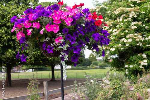 Beautiful summer flowers in a hanging basket. Pink purple and red petunias creating a lovely display in a public Park in the UK 