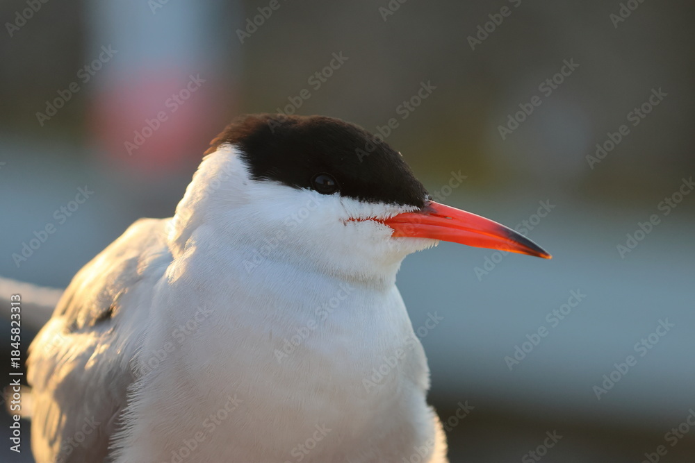 Naklejka premium common tern