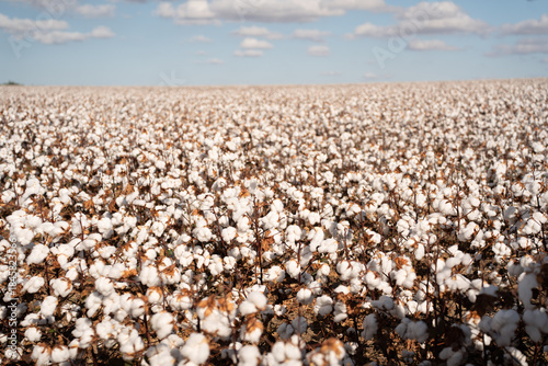 Quadro em tela cotton plantation