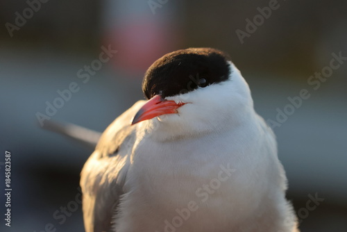 Photos common tern
