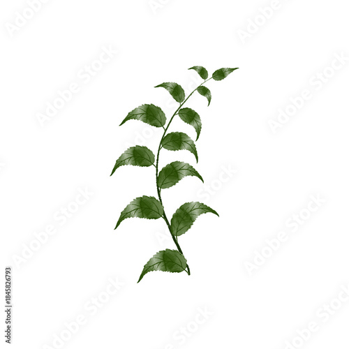 A single green fern leaf isolated on a transparent background
