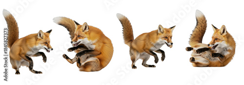 Red fox vulpes in Different Poses isolated on transparent background, PNG 