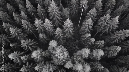 Aerial View of a Dense Pine Forest in Black and White, Creating a Natural Pattern