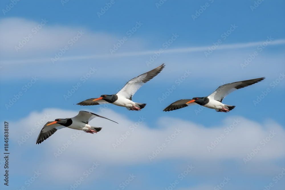 Obraz premium Three egyptian geese flying together in a blue sky with white clouds