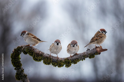 sparrow birds sitting on tree branch in winter park