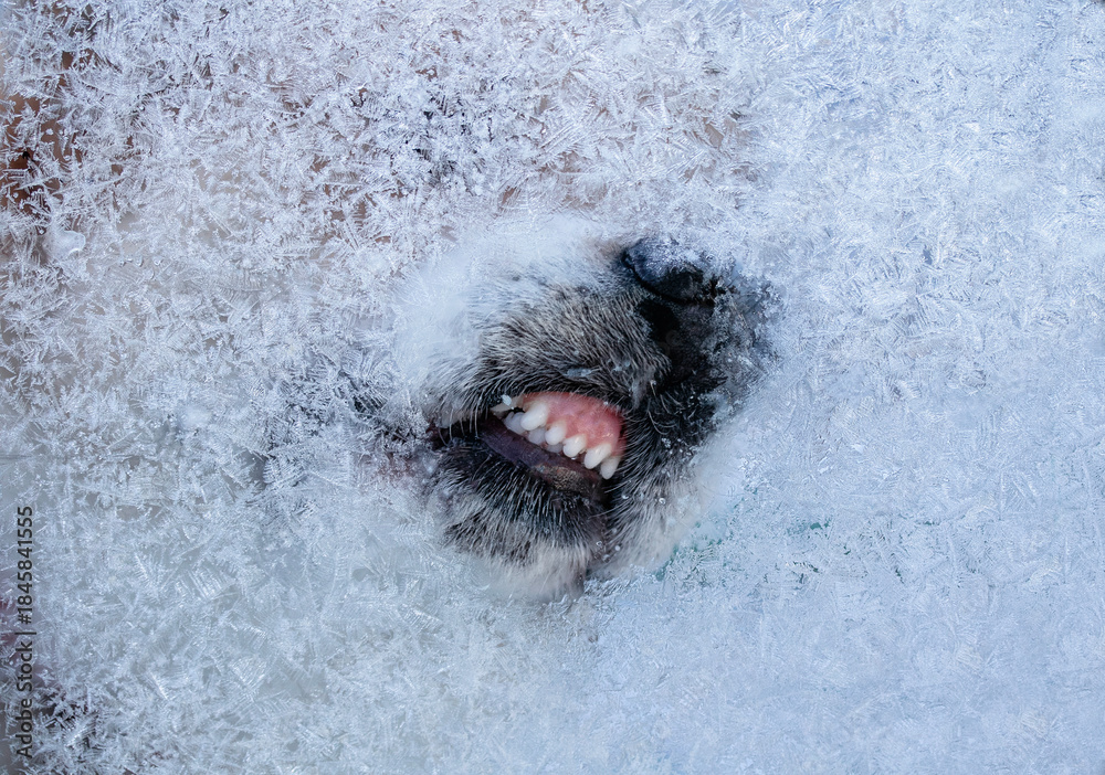 Obraz premium a dog licking frost-covered glass, pressing its nose against it