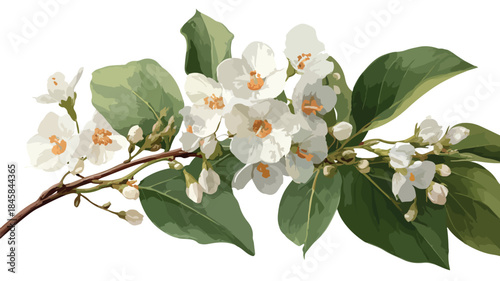 Stunning Plant with White Flowers and Green Leaves, Natural Botanical Image
