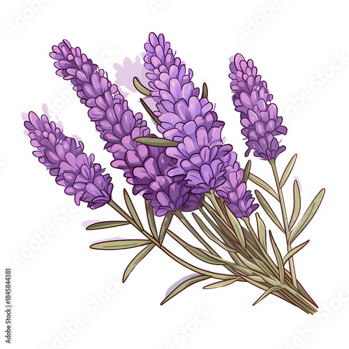 Vibrant French Lavender Blossom Close-up