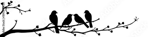Birds Family Silhouette Sitting on Branch, Peaceful Nature Scene