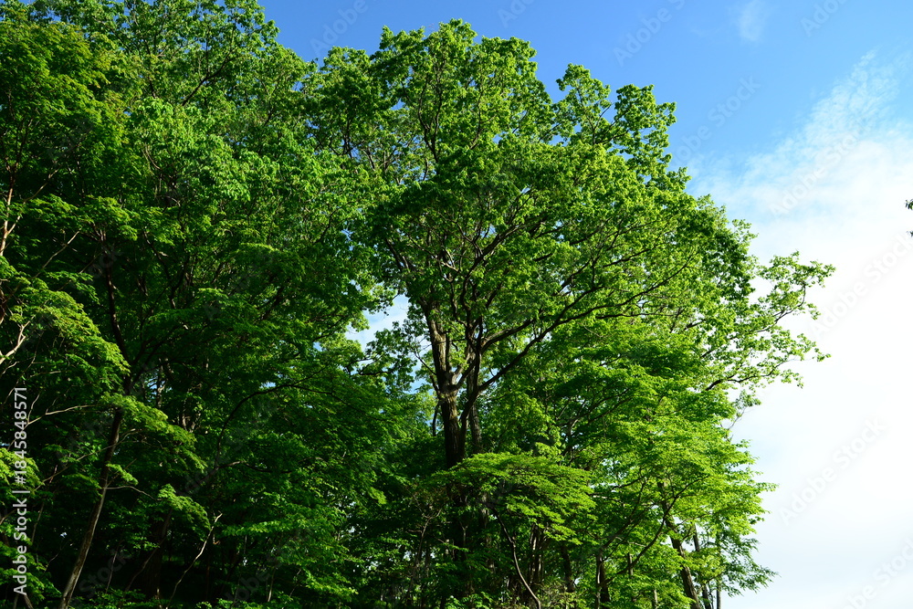 Fototapeta premium Pyrus ussuriensis is a deciduous pear tree with sharp serrated leaves, white spring flowers, and yellow fruits retaining the calyx. Photographed in Korea.