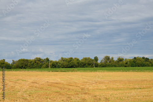 A shelterbelt of deciduous trees and power lines along a field in Russia