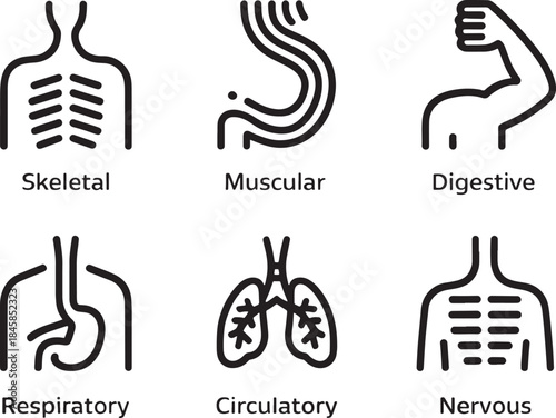 Body System Icons Set - Skeletal, Muscular, Respiratory, Digestive, Circulatory, and Nervous System Illustrations | Minimalist Line Art Icons