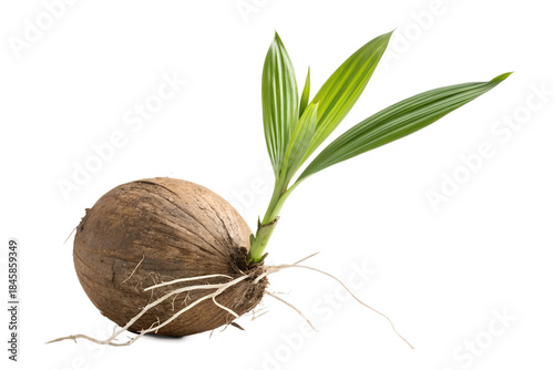 A single coconut with roots and a young sprout emerging, symbolizing the concept of growth and new beginnings in a natural setting