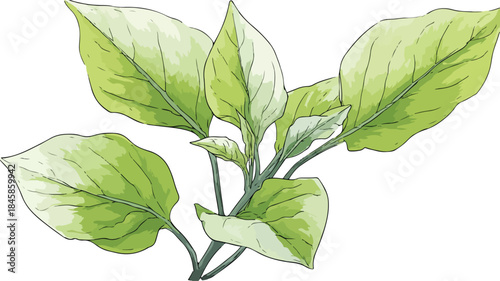 Botanical Illustration of Plant with Detailed Leaves