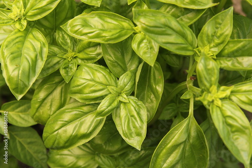 top view at a green basil plant in a vegetable garden closeup