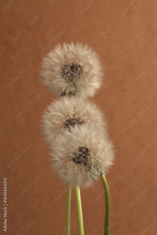 Fototapeta premium White dandelions with seeds, green leaf on beige brown background.
