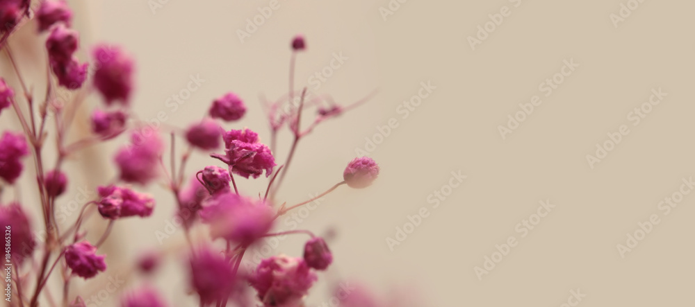 Fototapeta premium Smoke selective soft focus pink Gypsophila Flower twig. Natural blur light and shadow beige horizontal background.