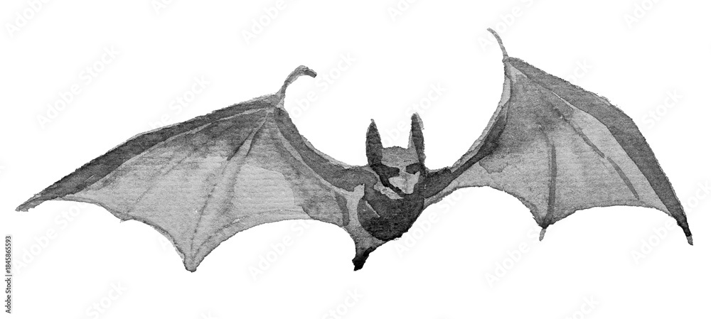 Fototapeta premium Bat illustration isolated on a white background.
